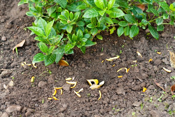Giống như các phế liệu nhà bếp khác, vỏ chuối, vỏ cam có thể thêm vào thùng ủ phân hoặc được sử dụng trực tiếp trong vườn để thay thế cho phân hoá học hoặc thuốc trừ sâu.