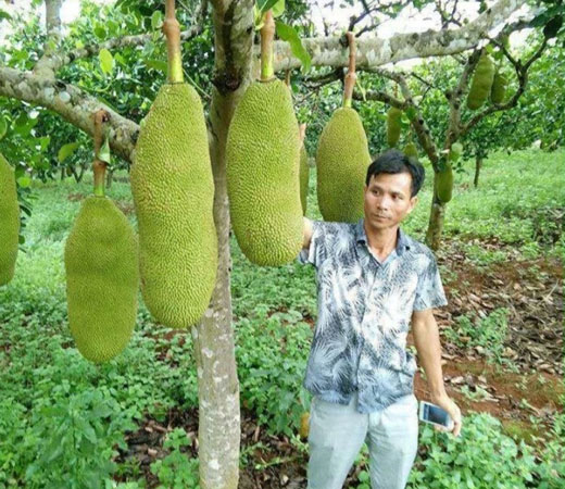 Không chỉ vậy, một trong những lý do khiến loại mít này được các nhà vườn và nhiều người săn lùng là chất lượng múi mít cũng tỷ lệ thuận với kích thước quả. Quả mít khi chín có màu vàng ươm rất đẹp, ít hạt và xơ, múi mít rất dài và dày, ăn giòn và rất thơm ngon, nên được nhiều người ưa thích và săn lùng tìm trồng.