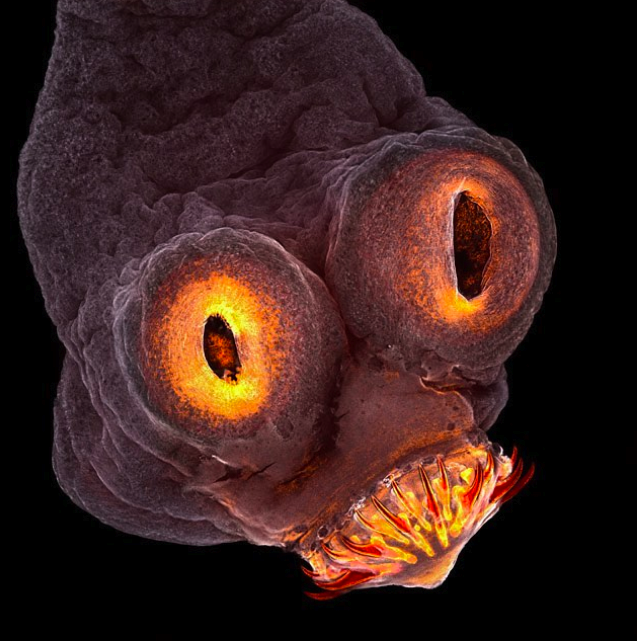Dưới ống kính phóng đại 200 lần của tác giả Teresa Zgoda tại Viện Công nghệ Rochester, New York, Mỹ - bạn đã biết đầu của sán xơ mít trông kinh hoàng thế nào.