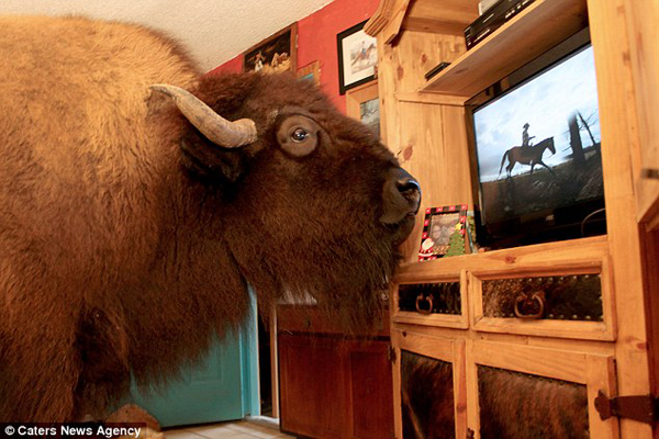 
Con trâu hơn 1 tấn chăm chú xem tivi trong nhà.
