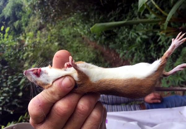 Sâm thử - loài chuột núi ở Trà Linh ăn duy nhất loại sâm Ngọc Linh nên mập ú và bộ lông vàng. Khi bắt được, bà con Xê Đăng không bán, chỉ để ăn