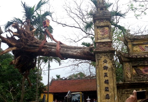 Ông Nguyễn Văn Hiến, Chủ tịch xã Hà Mãn cho biết, một xe tải được điều đến để vận chuyển 1 khúc thân, 2 khúc cành và gốc cây sưa