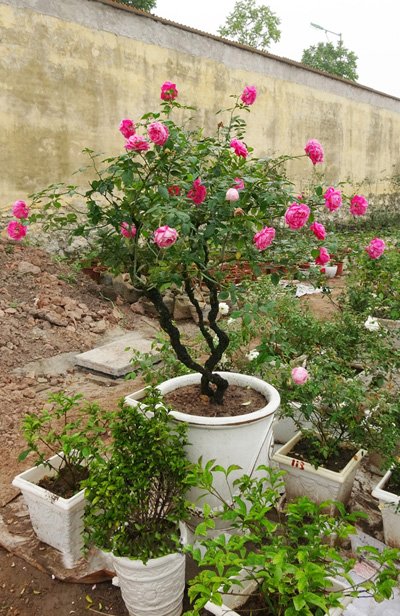 Một cây hồng cổ Sapa bonsai có giá trị đắt đỏ được đánh giá là hiếm có tại vườn ông Đào Mạnh Hùng.