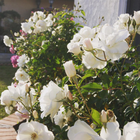 Toàn bộ hoa trong vườn do một tay bố chồng Kim Hiền trồng và chăm sóc.