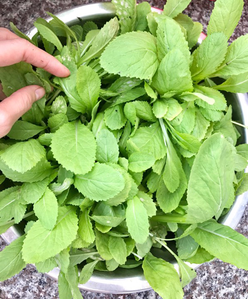 Những khi chị bận việc, người nh&agrave; sẽ gi&uacute;p chăm s&oacute;c cho khu vườn nhỏ.