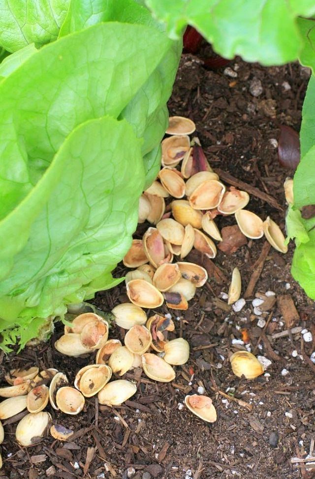 Vỏ của những loại quả hạch là một trong những nguồn dinh dưỡng dồi dào cho cây trồng. Bạn hoàn toàn có thể chăm sóc cây trong vườn bằng cách ủ các loại vỏ hạt này vào phân bón. Tuy nhiên không được sử dụng vỏ hạt óc chó màu đen vì chúng có nồng độ sục khí juglone rất cao, gây độc cho nhiều loại cây trồng.
