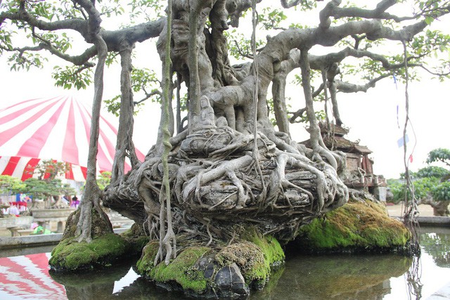 Cây sanh mang vẻ đẹp cổ kính, rêu phong