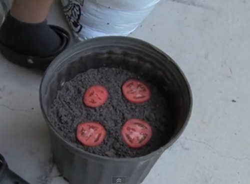 Đặt những lát cà chua trong một vòng tròn trên bầu đất trong chậu.
