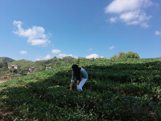 Đồi ch&egrave; ở T&acirc;n Cương