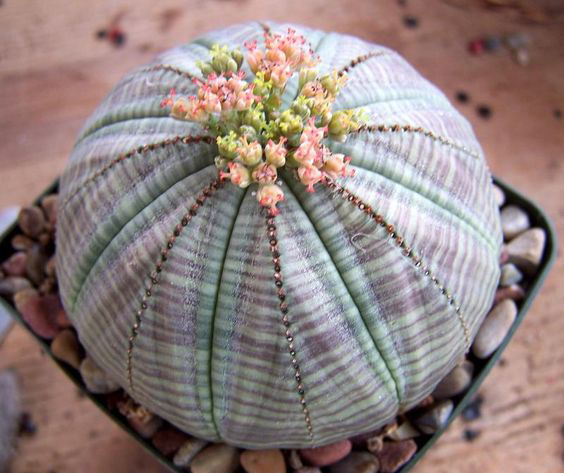 Euphorbia obesa chẳng khác gì một hòn đá có hoa.