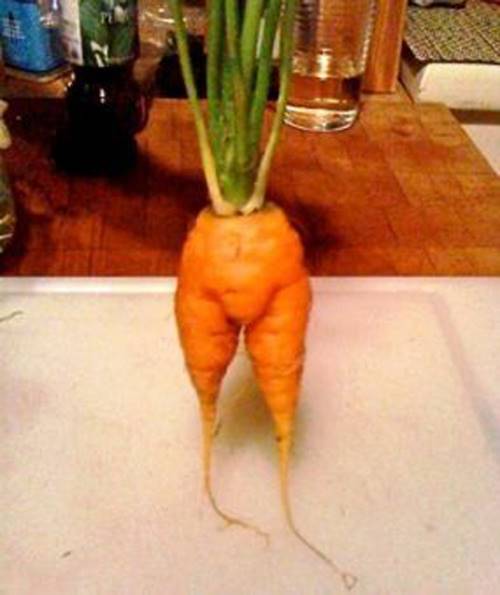 Một củ cà rốt có hình kì dị quá