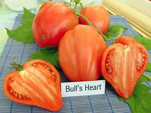 Cà chua hình trái tim đang rất được yêu thích vì hình dáng độc lạ. Ở Hà Nội, nhiều bà nội trợ quyết săn hạt giống cà chua này về trồng.