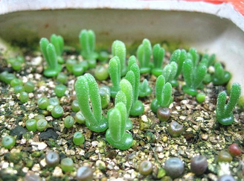 Những ch&uacute; thỏ n&agrave;y rất nhạy cảm với nhiệt độ, ch&uacute;ng c&oacute; thể biến m&igrave;nh th&agrave;nh đỏ nhạt dưới &aacute;nh nắng mặt trời. Nếu thiếu nước, hai tai thỏ sẽ rủ xuống buồn b&atilde;, c&ograve;n khi được tưới đủ, tai thỏ sẽ thẳng đứng v&agrave; vui tươi trở lại như biết biểu cảm.