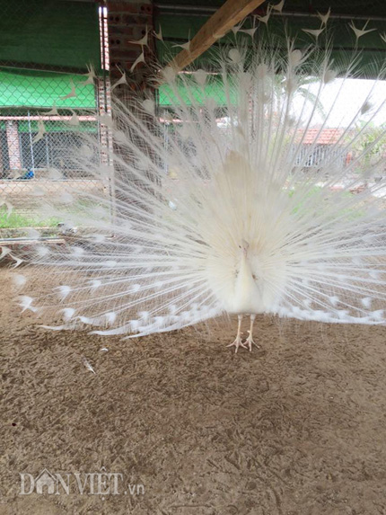 Cận cảnh một chú chim công trắng quý hiếm đang múa tại trang trại của anh Quỳnh.