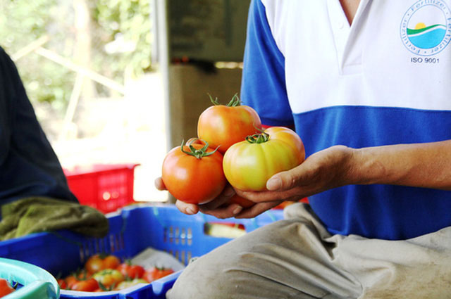 Cà chua Sakata (Nhật Bản) không chỉ có vị chua thanh ngọt, thơm ngon mà còn nổi tiếng “siêu khủng”. Ảnh: Đình Thi