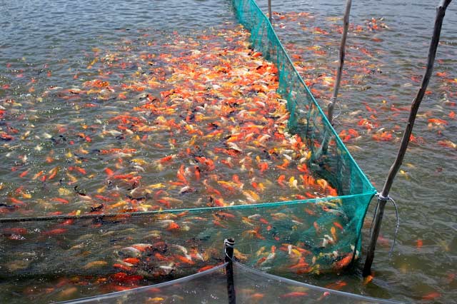 Nguồn nước độc hại, ô nhiễm sẽ giết chết đàn cá. Ảnh: T.Tuấn