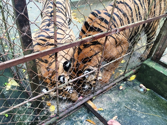 Trang trại nuôi nhốt hổ nằm sát khu dân cư khiến người dân không yên tâm.