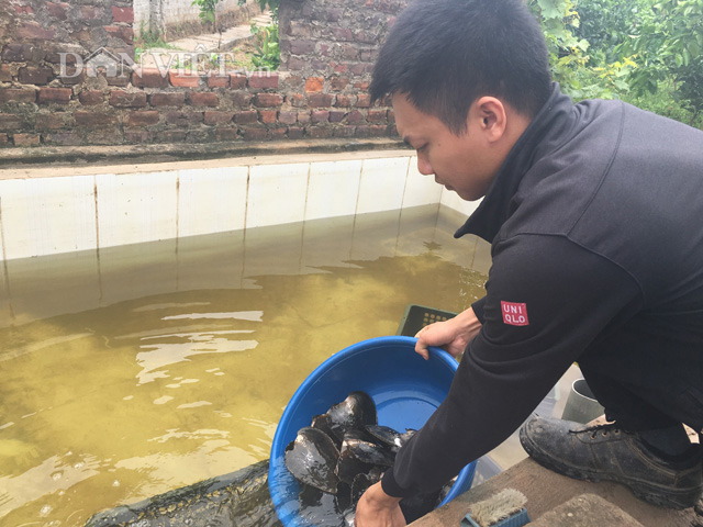 Anh T&ugrave;ng kiểm tra trai trong bể nhả b&ugrave;n trước khi &ldquo;cấy&rdquo; ngọc. Ảnh: Nguyễn Ho&agrave;n.