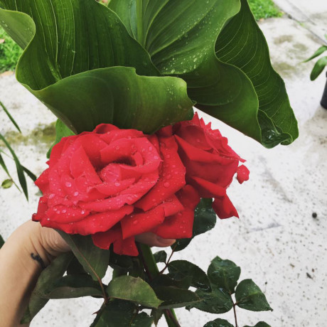 Trên trang Facebook cá nhân, Kim Hiền từng chia sẻ: Ra vườn hái hoa hồng và để trong phòng. Thói quen của mình là vậy. Đi đâu hay ở đâu cũng phải có hoa cạnh mình vì nó chính là sức sống trong con người mình! Giờ thì nhà mình đầy cây và hoa từ dưới sân cho đến sân thượng tràn ngập cây!.