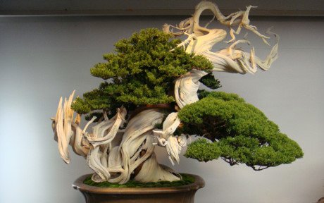 Sở hữu chậu bonsai này là mơ ước của giới mê cây cảnh