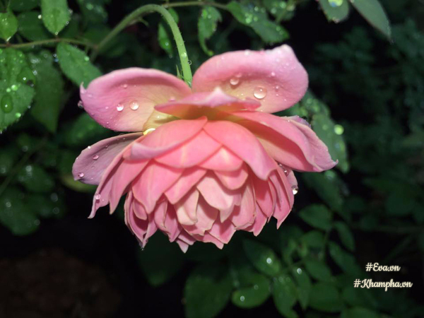 Những giọt nước còn đọng lại trên từng cánh hoa hồng Jubilee sau trận mưa đêm không ngờ lại đẹp tới mê hồn.