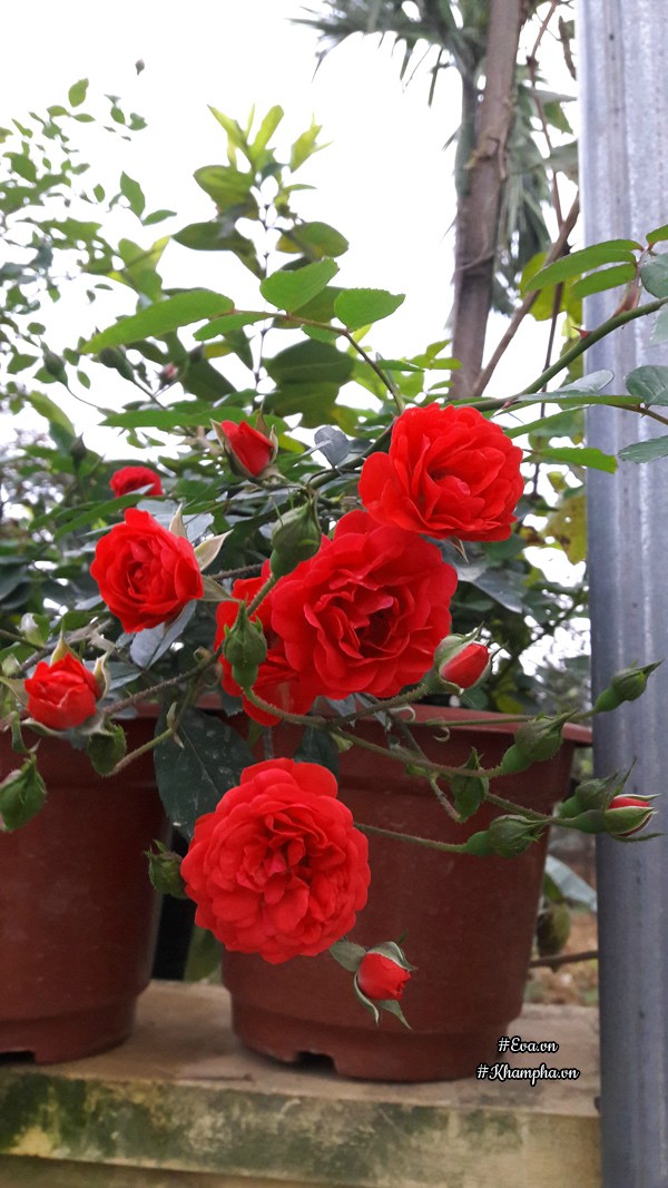 Hoa hồng chùm son nở đỏ rực.