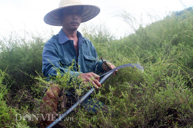 Dù là cây mọc dại nhưng khi đưa về trồng, chăm sóc và nhân giống thành cây trồng hàng hóa, vợ chồng anh Quý phải bỏ rất nhiều công sức, từ dọn cỏ, bón phân hàng tháng, rồi còn phải bắt ống dẫn nước lên đồi để tưới cho rừng cây chổi trện.