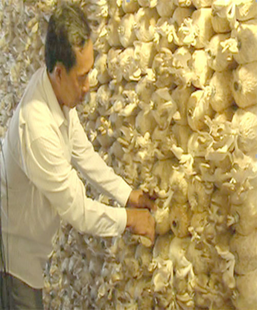 Ông Nguyễn Thanh Cước đang kiểm tra khu vực trồng nấm sò trắng.