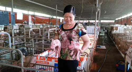 Năm 2014, trang trại của bà Lành Thị Triều được công nhận trang trại VietGAHP đầu tiên của tỉnh Đồng Nai.