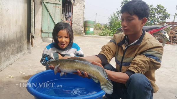 Anh Nguyễn Văn Thường bắt kiểm tra chất lượng cá lóc đầu nhọn nuôi tại trang trại của gia đình.