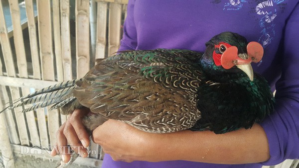 Để hạn chế việc chim trĩ xanh đánh nhau và mổ trứng, bà Lành cho chim trĩ canh đeo kính nhựa (một loại vật dụng trong chăn nuôi mới được người dân đưa vào dùng).