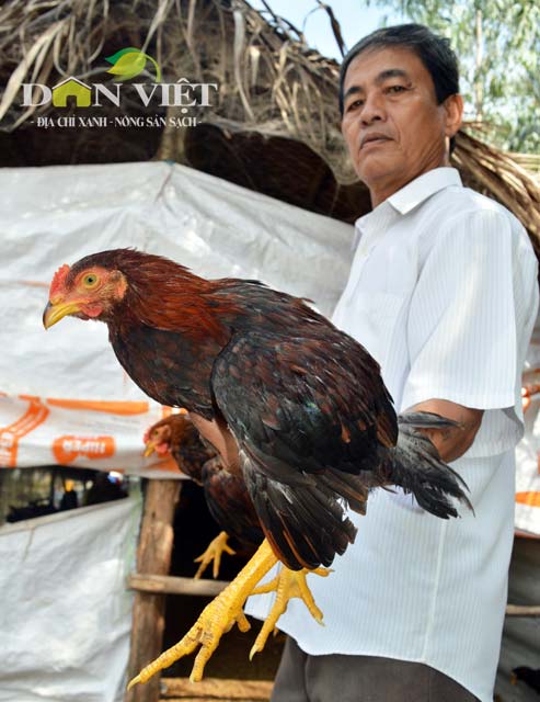 Một con gà nòi lai đạt trọng lượng khoảng 1,4kg, đủ chuẩn xuất bán vào dịp Tết