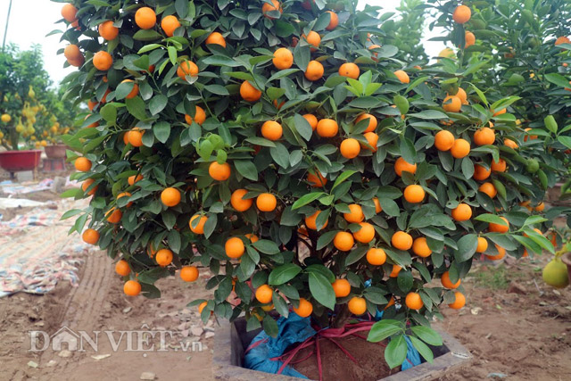 Để tạo được quả ch&iacute;n v&agrave;ng kịp Tết, chủ vườn đ&atilde; theo d&otilde;i s&aacute;t sao, điều chỉnh kịp thời nhịp sinh trưởng của &ldquo;quất g&agrave;&rdquo;.