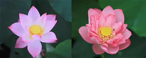 Hoa sen (bên phải) có màu hồng tươi và nhiều tầng cánh nhỏ bao quanh đài hơn hoa quỳ (bên trái).