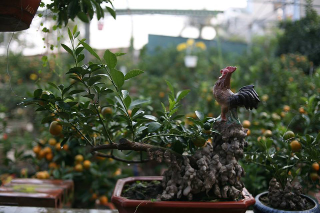 
Một số cây quất bonsai nhà ông Mạnh đã được khách đặt trước. Ảnh: Đình Việt.
