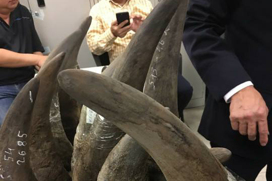Số sừng nghi của tê giác bị phát hiện tại sân bay Nội Bài