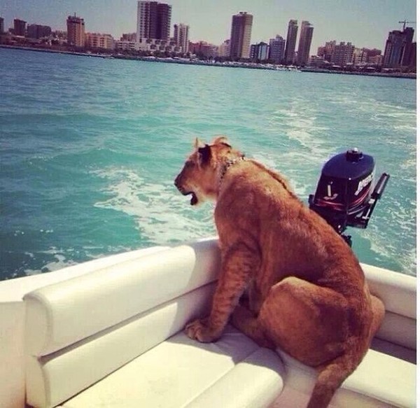 
Sư tử ngồi du thuyền đi dạo một vòng Dubai.

