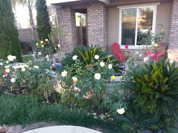 Một khoảnh đất phía trước nhà được dành để trồng hoa hồng và những cây vạn tuế. Hoa hồng nở quanh năm vì mùa đông ở California không quá lạnh như các bang khác nên cây không bị chết và không cần gieo trồng lại.
