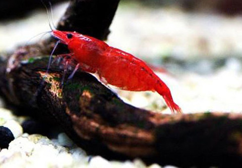 Tép Anh Đào (Red Cherry) có giá chỉ 10.000 - 20.000 đồng/con.