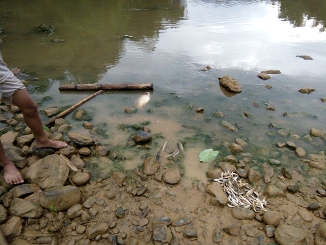 
Cá tự nhiên chết nổi trắng trên sông Âm, đoạn qua xã Giao An, huyện Lang Chánh (Thanh Hóa) ngày 27-7-2016

