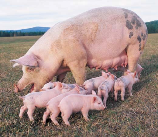 
Thit lợn trà xanh được nuôi tại vùng núi của tỉnh Ninh Bình. Ảnh minh họa
