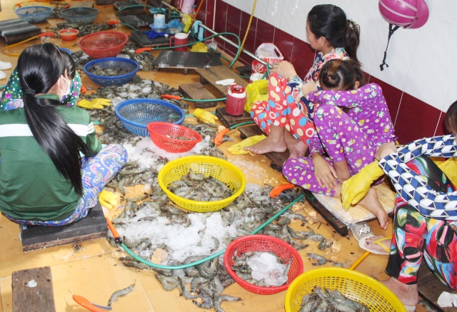 
Một số người được chủ cơ sở thu&ecirc; bị bắt quả tang đang bơm tạp chất v&agrave;o t&ocirc;m. Ảnh: D&acirc;n tr&iacute;
