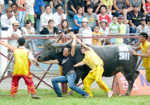 
Sáng 8/7/2011, tại Lễ hội chọi trâu truyền thống diễn ra tại sân vận động quận Đồ Sơn, thành phố Hải Phòng, 2 người đã bị một con trâu hung dữ đâm thủng đùi, phải nhập viện, 3 người khác bị thương nhẹ. Được biết, sau những màn đối kháng quyết liệt là đến những pha rượt đuổi nhau làm xé toang nhiều đoạn hàng rào đấu trường bằng sắt. Trâu số 24 đã vùng tuột sừng khỏi tay chủ nhân, gây thương tích cho 5 người. 5 nạn nhân đều là nam giới, trong đó có 3 người bị thương nhẹ được điều trị tại Bệnh viện Đồ Sơn. 2 trường hợp còn lại bị thương nặng được sơ cứu và chuyển lên tuyến trên - Bệnh viện hữu nghị Việt - Tiệp phẫu thuật.
