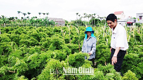 Những ruộng trồng đinh lăng tươi tốt mang lại thu nhập cao cho người dân xã Hải Quang, huyện Hải Hậu, tỉnh Nam Định.