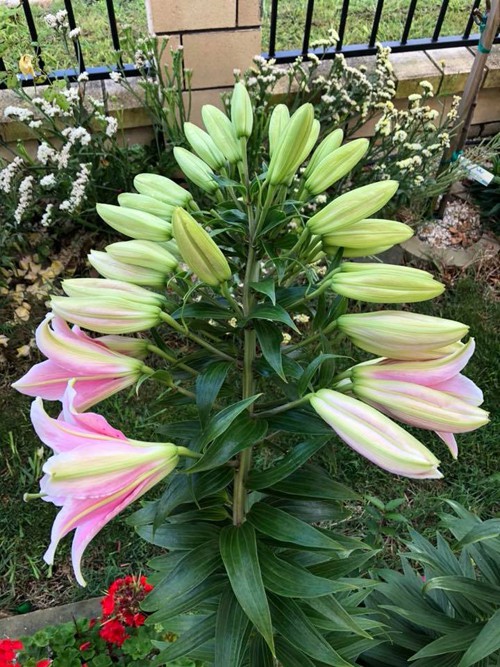 Cây ly gần 3 năm tuổi của gia đình chị Mơ ở thành phố Auckland năm nay cho ra 40 nụ. Trên thân cây mảnh mai đang oằn mình vì sức nặng, những nụ to, nhỏ và bông hoa chớm nở chen nhau khoe sắc.