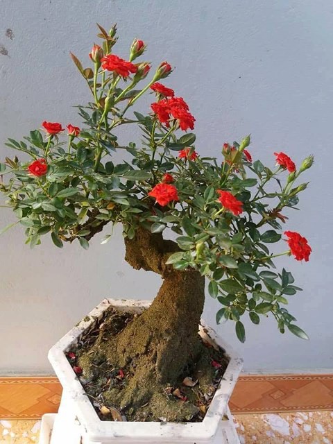 Hồng giả cổ chơi không bền nhưng nhìn chậu hồng vừa độc, lạ, đẹp mắt nên nhiều người vẫn thích sắm về trưng bày trong nhà dịp tết.