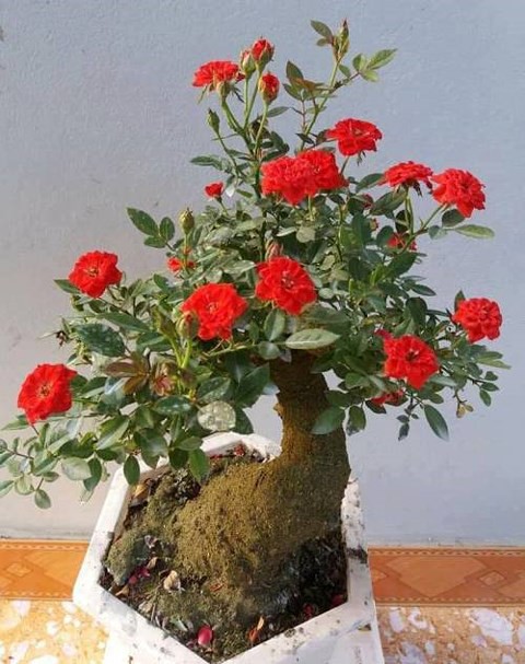 Hồng giả cổ có gốc thân to, phủ rêu giống như đã vài chục năm tuổi.