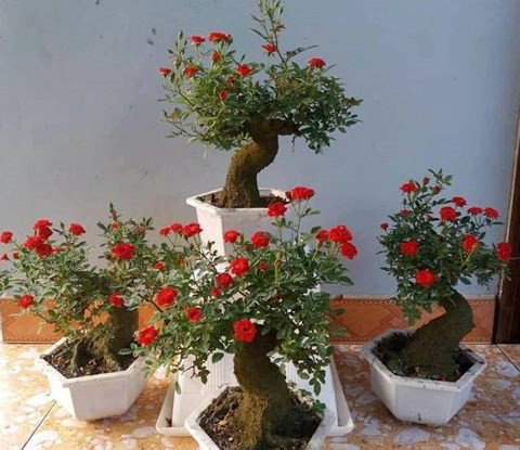 Giống hoa hồng giả cổ chủ yếu là giống hồng đỏ Đức và giống hồng tỷ muội.