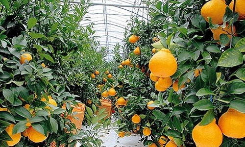 Tại Nhật Bản, để đảm bảo sự ổn định về nhiệt độ, độ ẩm..., cam Dekopon thường được trồng trong nhà kính.