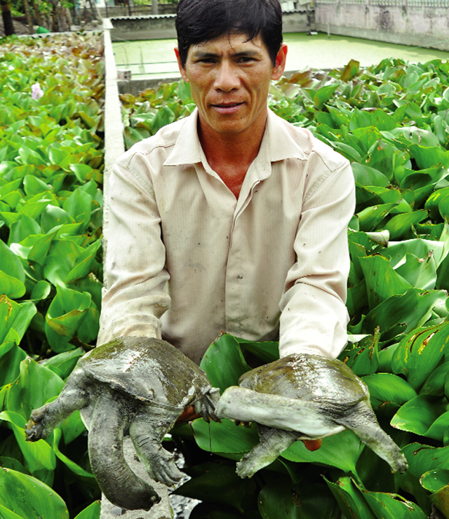 nuoi la liet, lom ngom ba ba duoi ao beo ma thanh 